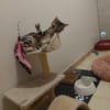 Catimini