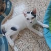 YUKI