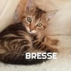 BRESSE
