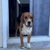 Ayko