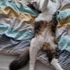 Titos aus dem Tierschutz