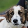 Tamas - unkomplizierter Jungrüde
