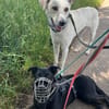 Lio-sensibler Herdenschutzhund
