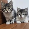 Suki & Suri Verspielte Geschwister suchen  Familie