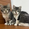 Suki & Suri Verspielte Geschwister suchen  Familie