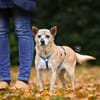Familienanschluss für Akita gesucht