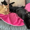 Nora sucht liebevolles Zuhause