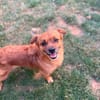 🐾 Teddy sucht sein Für-immer-Zuhause 🐾