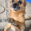 🐾 Teddy sucht sein Für-immer-Zuhause 🐾