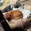 🐾 Teddy sucht sein Für-immer-Zuhause 🐾