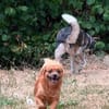 🐾 Teddy sucht sein Für-immer-Zuhause 🐾