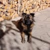 Jack, hübscher Mischlingsrüde