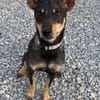 Erna, tolle Pinscher Hündin