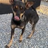 Erna, tolle Pinscher Hündin