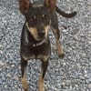 Erna, tolle Pinscher Hündin