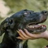 Nerina sucht Familienanschluss
