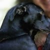 Nerina sucht Familienanschluss