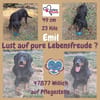 Emil sucht seine Familie 🏡🐾