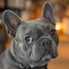 Charly, französische Bulldogge, 4 Jahre, sucht sein Paradies
