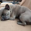 Charly, französische Bulldogge, 4 Jahre, sucht sein Paradies