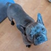 Charly, französische Bulldogge, 4 Jahre, sucht sein Paradies