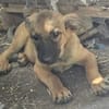 Welpenmädchen Aska sucht Familie