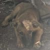 Welpenmädchen Aska sucht Familie