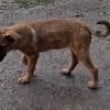 Welpenmädchen Aska sucht Familie