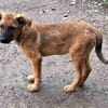 Welpenmädchen Aska sucht Familie