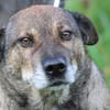 Bella - liebe, verschmuste Traumhündin