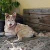 Traumhund BEN sucht liebevolles Zuhause