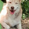 Traumhund BEN sucht liebevolles Zuhause