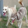 Traumhund BEN sucht liebevolles Zuhause