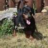 FIONO