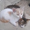 Kya & Koyo suchen gemeinsam ein Zuhause
