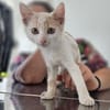 Kya & Koyo suchen gemeinsam ein Zuhause