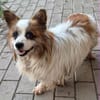 kleiner Rüde Cosmo sucht 4ever home