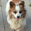 kleiner Rüde Cosmo sucht 4ever home