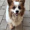 kleiner Rüde Cosmo sucht 4ever home