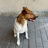 Pippa auf Pflegestelle in 48282 Emsdetten