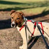 Pippa auf Pflegestelle in 48282 Emsdetten