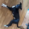 Sportskanone- Maya