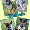 Manolo- wartet in München auf Dich!