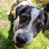Jimmy - freundlich, ruhig und lieb