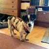 Jimmy - freundlich, ruhig und lieb