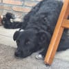 🐾Unsere liebe Änni sucht ihr Zuhause 🐾