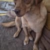 NALA sucht ihr Zuhause