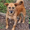 Lenny, knuffiger, kleiner Rüde wartet