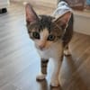 Oggy [Chaton]