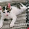 Alonzo [Chaton]